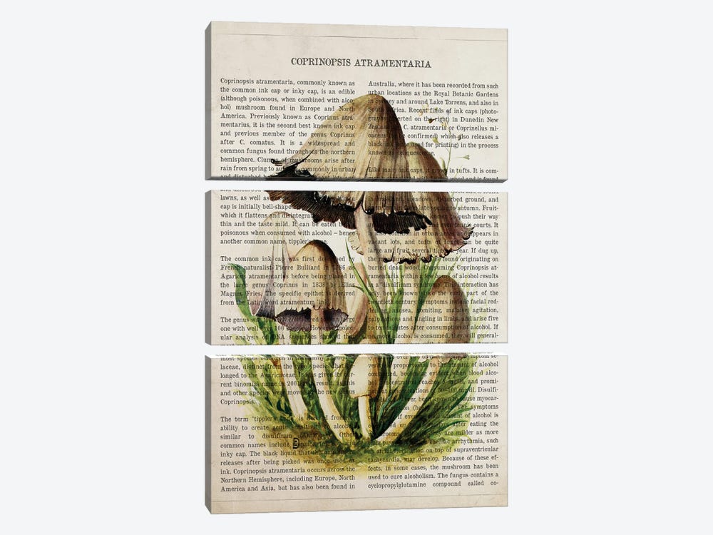 Mushroom Common Ink Cap by Aged Pixel 3-piece Canvas Art Print