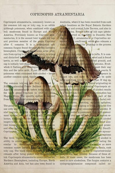 Vintage Botanical Illustrations: Mushroom Common Ink Cap by Aged Pixel