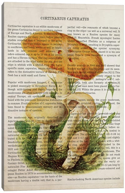 Mushroom Cortinarius Caperatus Canvas Art Print - Botanical Illustrations