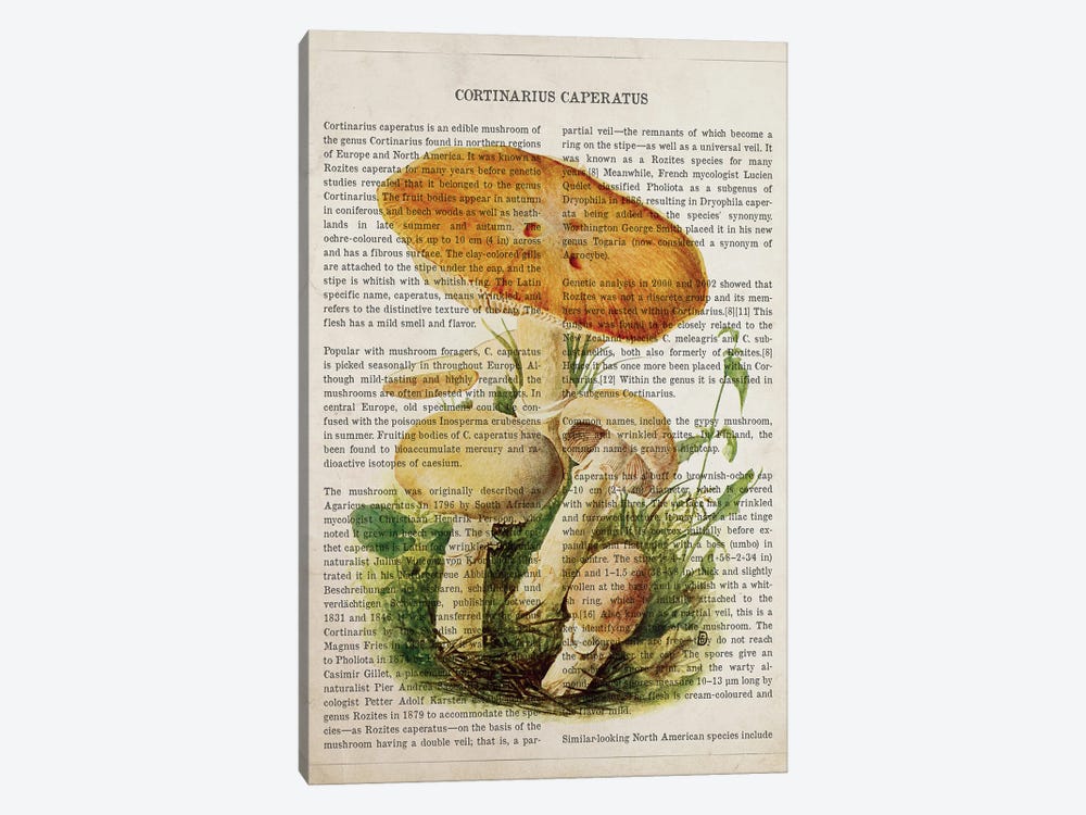 Mushroom Cortinarius Caperatus by Aged Pixel 1-piece Canvas Artwork