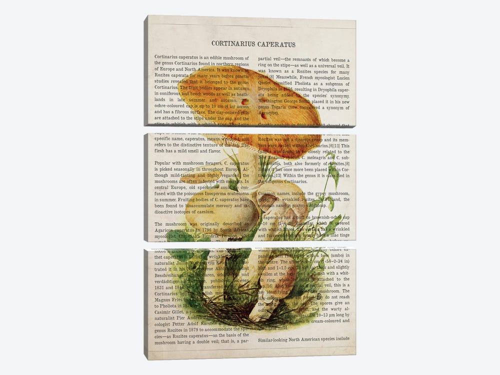 Mushroom Cortinarius Caperatus by Aged Pixel 3-piece Canvas Art