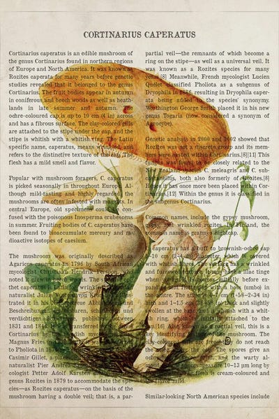 Vintage Botanical Illustrations: Mushroom Cortinarius Caperatus by Aged Pixel
