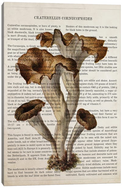 Mushroom Craterellus Cornucopioides Canvas Art Print - Botanical Illustrations