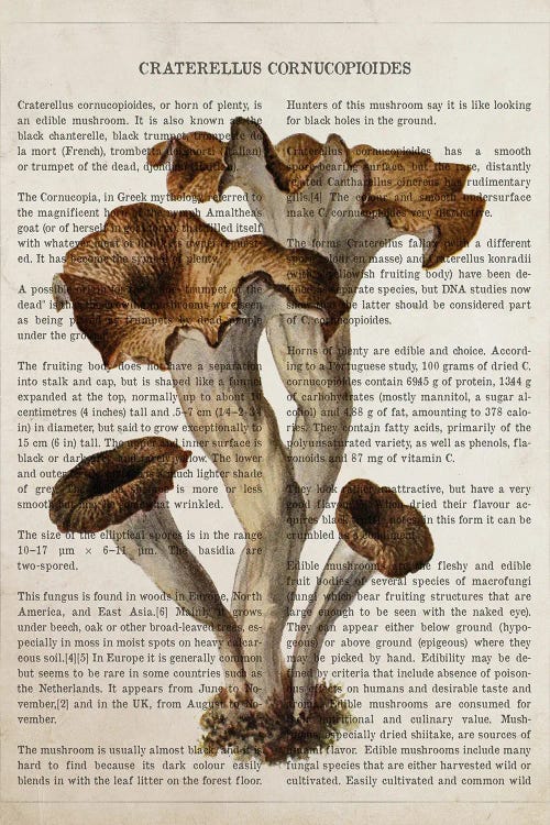 Mushroom Craterellus Cornucopioides