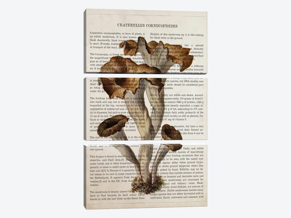 Mushroom Craterellus Cornucopioides by Aged Pixel 3-piece Canvas Art Print