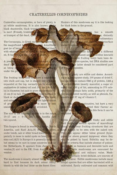 Vintage Botanical Illustrations: Mushroom Craterellus Cornucopioides by Aged Pixel