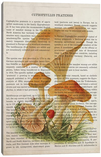 Mushroom Cuphophyllus Pratensis Canvas Art Print - Botanical Illustrations