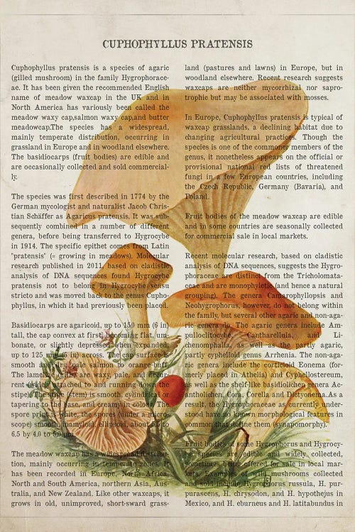 Mushroom Cuphophyllus Pratensis