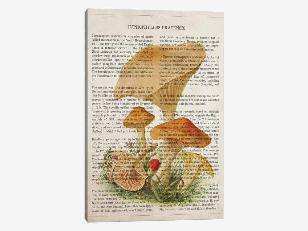 Mushroom Cuphophyllus Pratensis by Aged Pixel 1-piece Canvas Art