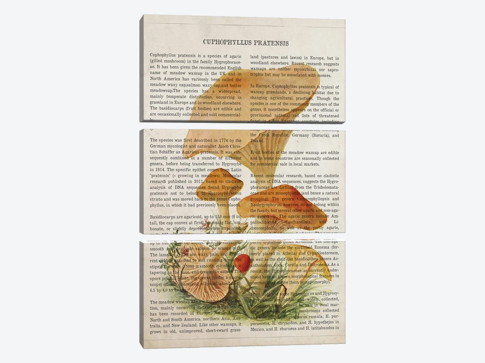 Mushroom Cuphophyllus Pratensis by Aged Pixel 3-piece Canvas Wall Art