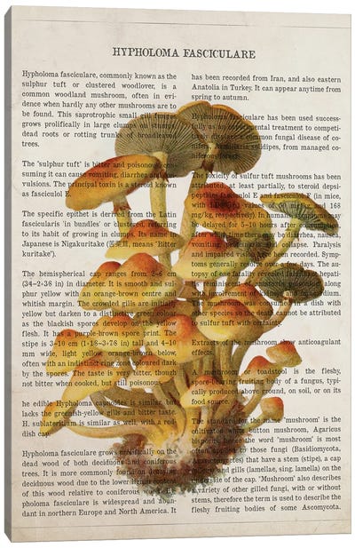 Mushroom Hypholoma Fasciculare Canvas Art Print - Botanical Illustrations