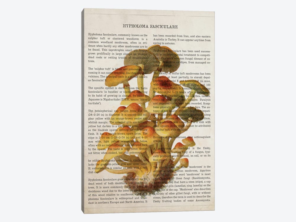 Mushroom Hypholoma Fasciculare by Aged Pixel 1-piece Canvas Art