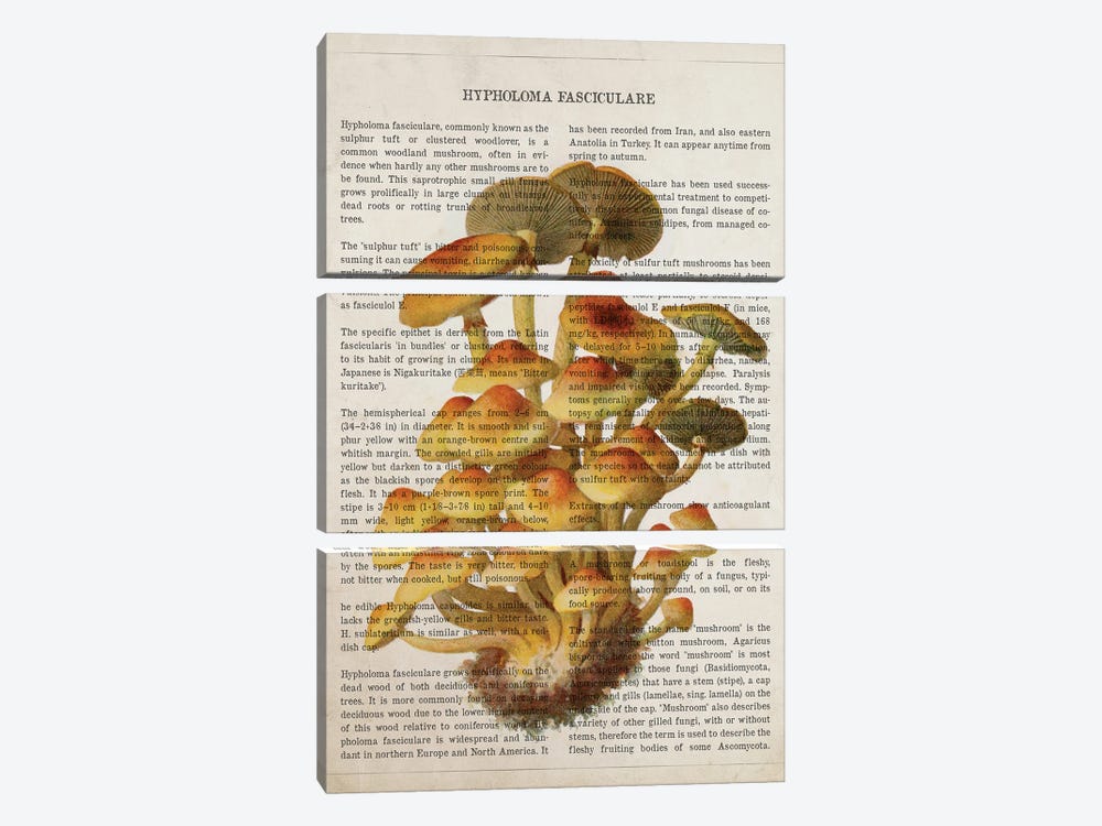 Mushroom Hypholoma Fasciculare by Aged Pixel 3-piece Canvas Art