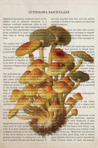 Vintage Botanical Illustrations: Mushroom Hypholoma Fasciculare by Aged Pixel