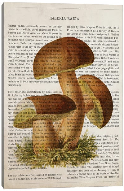 Mushroom Imleria Badia Canvas Art Print - Botanical Illustrations
