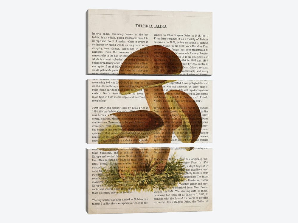 Mushroom Imleria Badia by Aged Pixel 3-piece Canvas Print