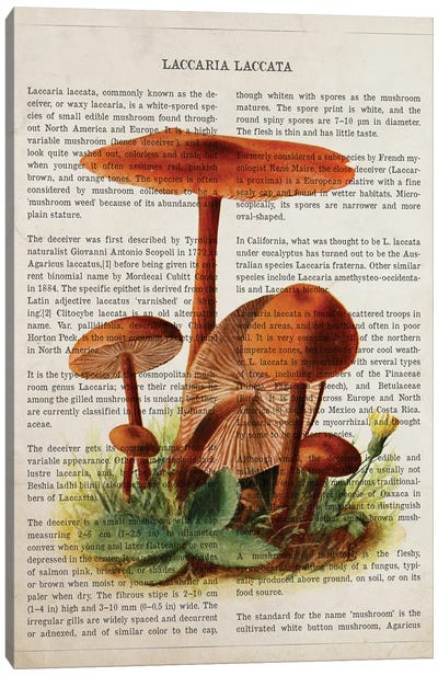 Mushroom Laccaria Laccata Canvas Art Print - Botanical Illustrations
