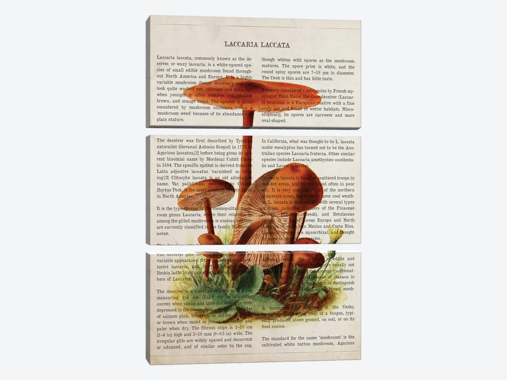 Mushroom Laccaria Laccata by Aged Pixel 3-piece Canvas Wall Art