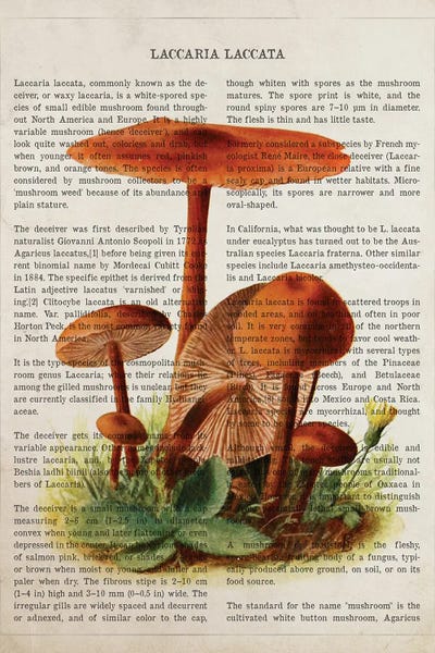 Vintage Botanical Illustrations: Mushroom Laccaria Laccata by Aged Pixel