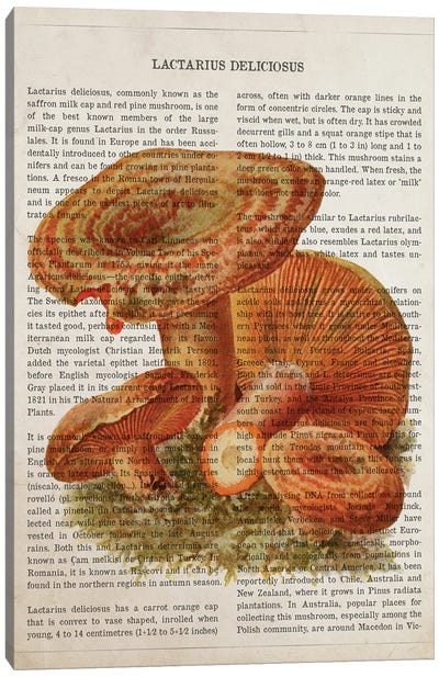 Mushroom Lactarius Deliciosus Canvas Art Print - Botanical Illustrations