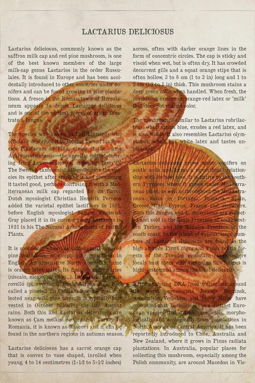 Mushroom Lactarius Deliciosus