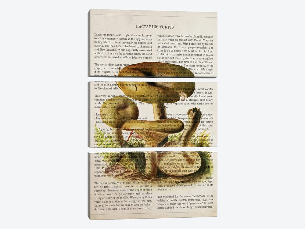 Mushroom Lactarius Turpis by Aged Pixel 3-piece Canvas Wall Art