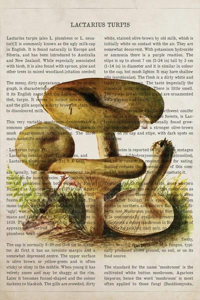 Vintage Botanical Illustrations: Mushroom Lactarius Turpis by Aged Pixel