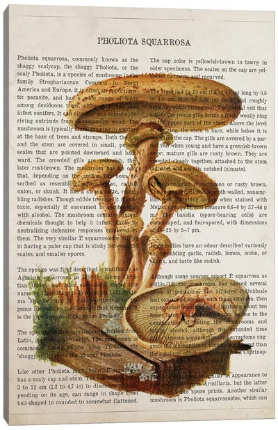 Mushroom Pholiota Squarrosa Canvas Art Print - Botanical Illustrations