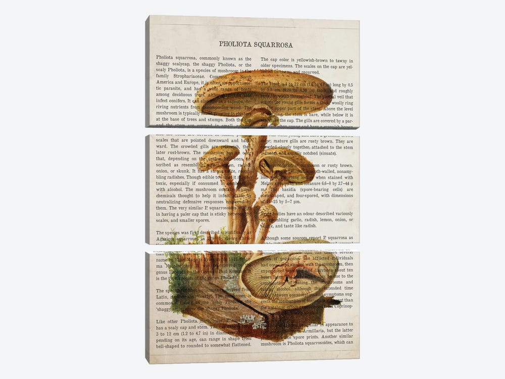 Mushroom Pholiota Squarrosa by Aged Pixel 3-piece Canvas Print