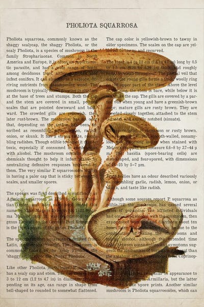 Vintage Botanical Illustrations: Mushroom Pholiota Squarrosa by Aged Pixel