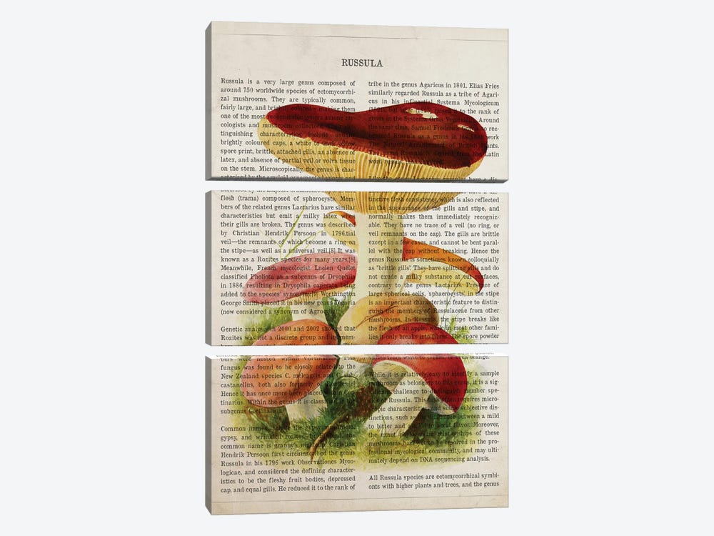 Mushroom Russula by Aged Pixel 3-piece Canvas Art
