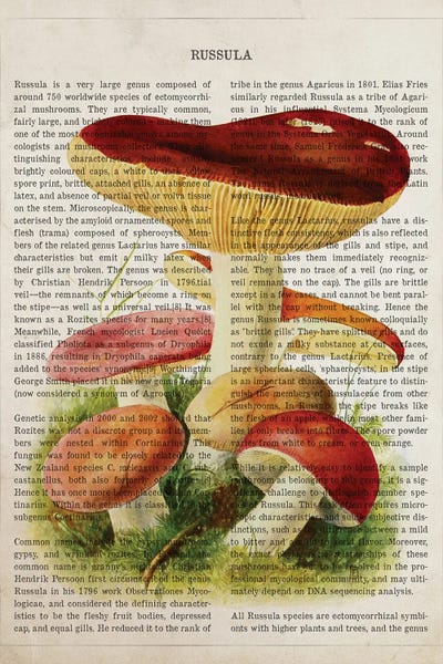 Vintage Botanical Illustrations: Mushroom Russula by Aged Pixel