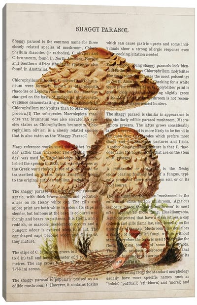 Mushroom Shaggy Parasol Canvas Art Print - Botanical Illustrations