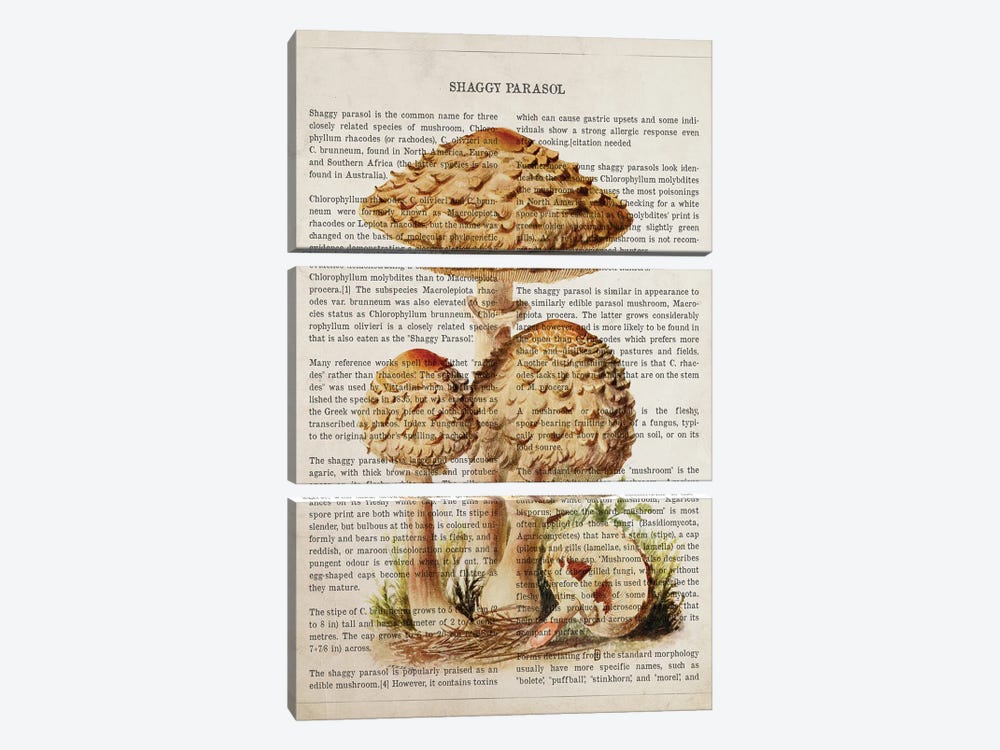 Mushroom Shaggy Parasol by Aged Pixel 3-piece Canvas Print