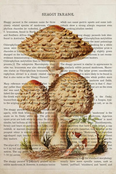 Vintage Botanical Illustrations: Mushroom Shaggy Parasol by Aged Pixel