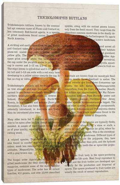 Mushroom Tricholomopsis Rutilans Canvas Art Print - Botanical Illustrations