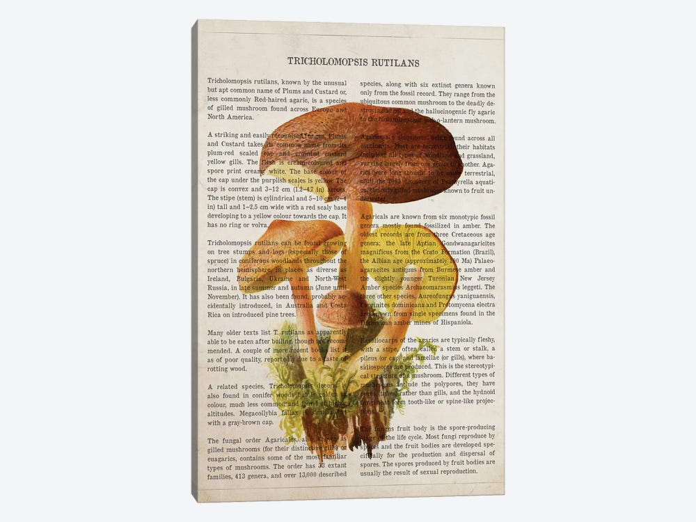 Mushroom Tricholomopsis Rutilans by Aged Pixel 1-piece Canvas Art