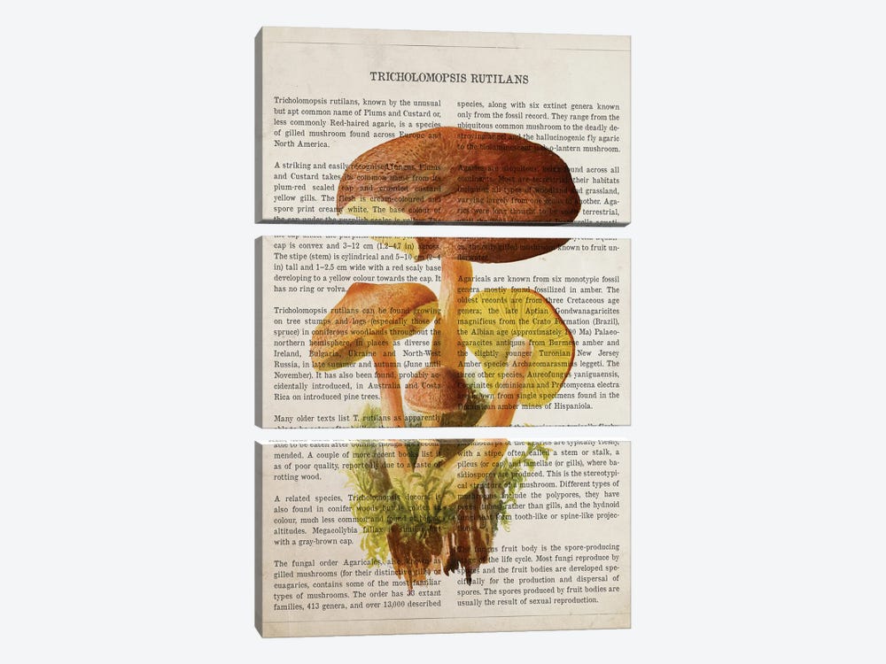 Mushroom Tricholomopsis Rutilans by Aged Pixel 3-piece Canvas Artwork
