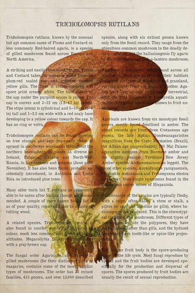 Vintage Botanical Illustrations: Mushroom Tricholomopsis Rutilans by Aged Pixel
