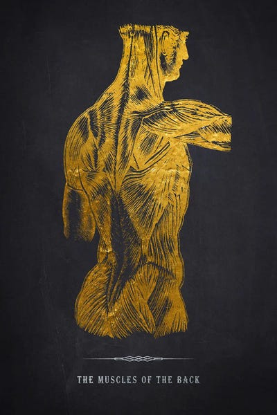 Muscles Of The Back Anatomy Print by Aged Pixel multi panel art