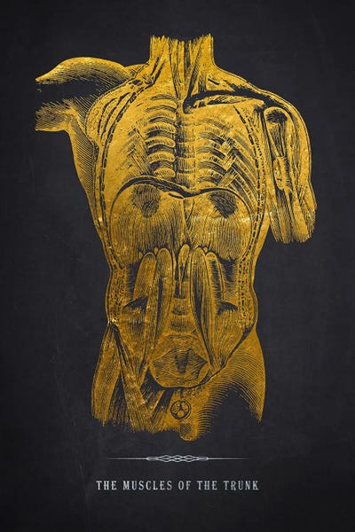 Medical & Dental Blueprints: Muscles Of The Trunk Anatomy Print by Aged Pixel