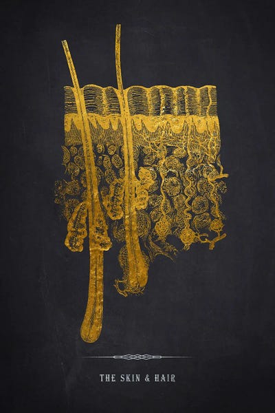 Medical & Dental Blueprints: Skin Anatomy Print by Aged Pixel