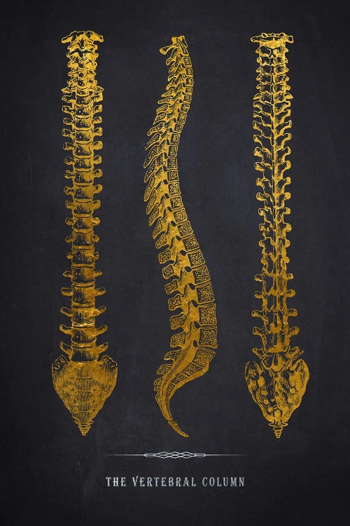 Vertebral Column Anatomy Print