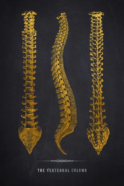 Medical & Dental Blueprints: Vertebral Column Anatomy Print by Aged Pixel