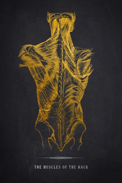 Medical & Dental Blueprints: Muscles Of The Back Anatomy Print by Aged Pixel