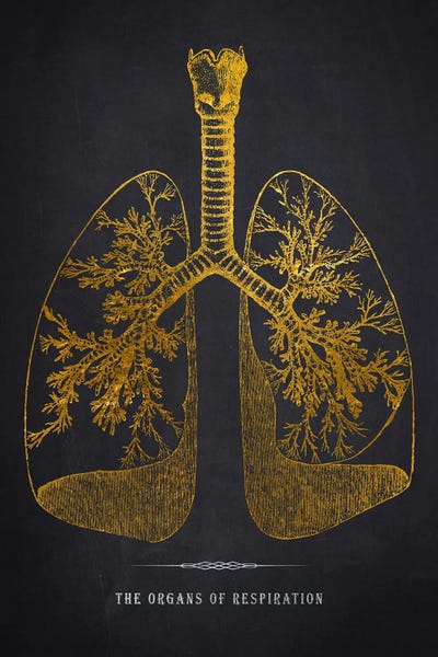 Medical & Dental Blueprints: Lungs Anatomy Print by Aged Pixel