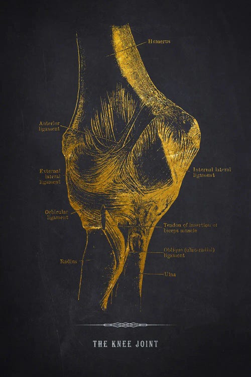 Knee Joint Anatomy Print