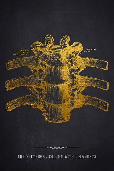 Medical & Dental Blueprints: Vertebral Column With Ligaments Anatomy Print by Aged Pixel