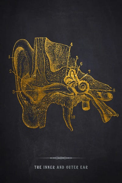 Inner And Outer Ear Anatomy Print by Aged Pixel multi panel art