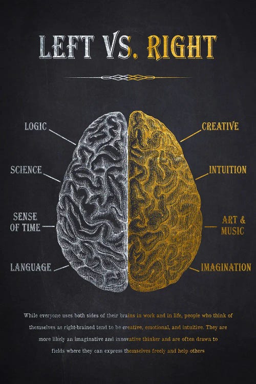 Left Vs Right Brain Anatomy